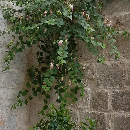 Moretti בית הארחה טרוגיר