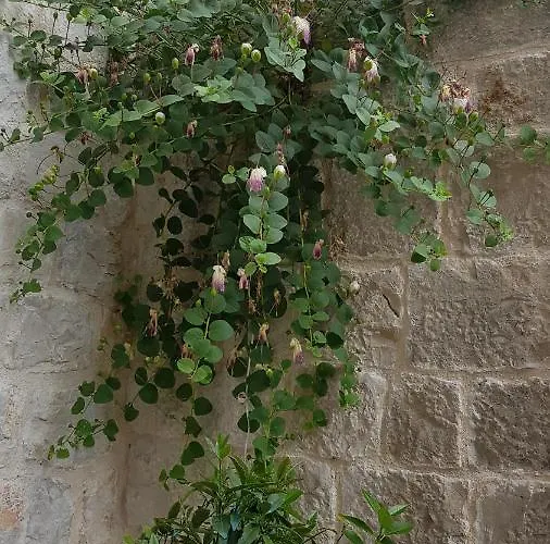 Moretti Konukevi Trogir